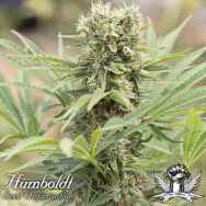 Humboldt Seed Organization Dedoverde Haze